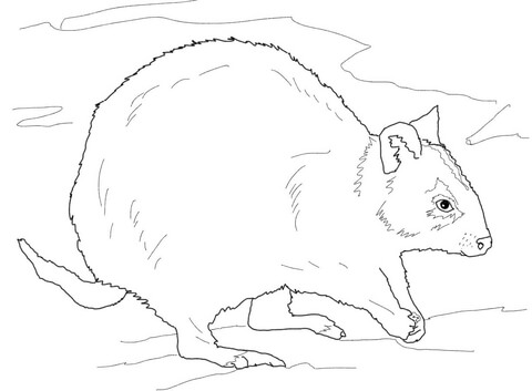 Rottnest Quokka Coloring Page